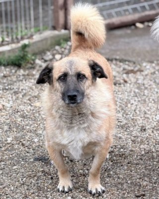Ivo