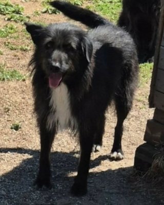 Dalila