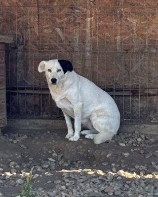 Pepita