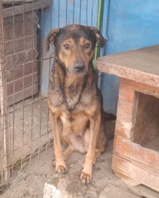 Samson