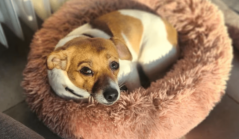 2025 03 14 13 43 29 kleine powermaus ibiza ❤️ sucht ihr zuhause in nordrhein westfalen bergisch gl