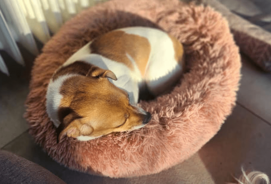 2025 03 14 13 43 47 kleine powermaus ibiza ❤️ sucht ihr zuhause in nordrhein westfalen bergisch gl