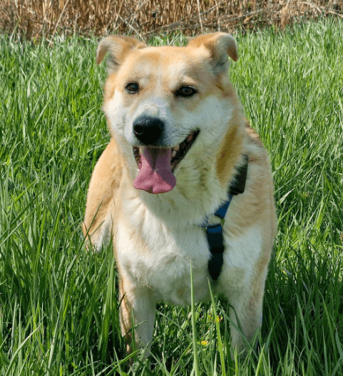 2025 04 06 09 39 11 siska ❤️ zarte seele sucht ihr glück! in rheinland pfalz grolsheim mischling