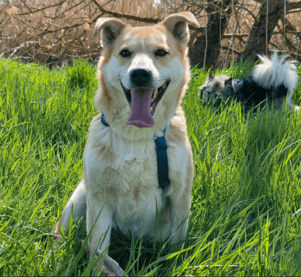2025 04 06 09 39 24 siska ❤️ zarte seele sucht ihr glück! in rheinland pfalz grolsheim mischling