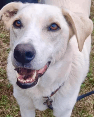 Zyrus (BV) Zyrus (BV)