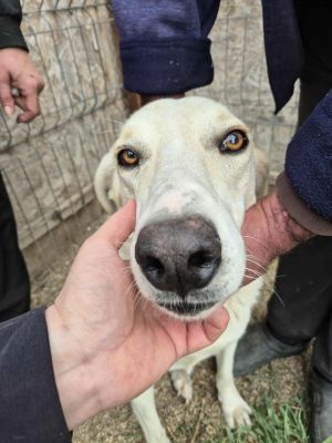 552584498 1134429374687316 8957089552584841084 n