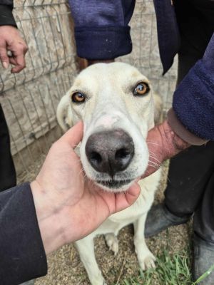 552620702 764974336337856 8723455064892477638 n