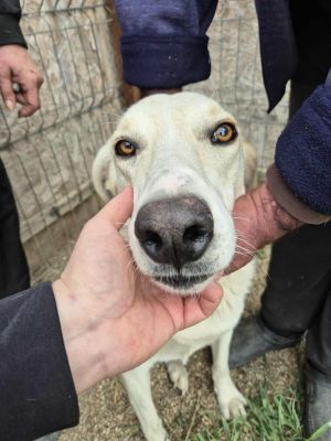 552624300 2174791122933223 5749973311183423724 n