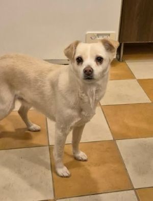 610461083 839091902520759 6177078047138822700 n