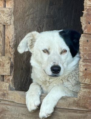 Pepita