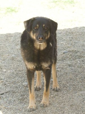 Ria