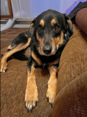 Ronja2