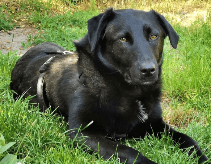 2025 06 22 12 09 15 prinz fadel ❤️ sucht sein königreich in niedersachsen sassenburg mischlinge