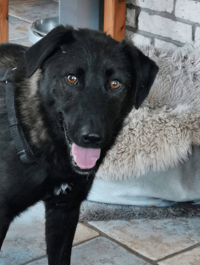 2025 06 22 12 09 20 prinz fadel ❤️ sucht sein königreich in niedersachsen sassenburg mischlinge