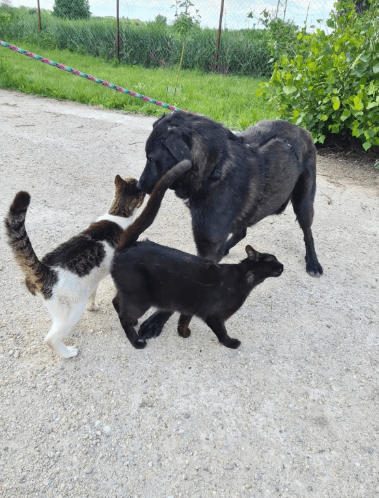 2025 06 22 12 09 29 prinz fadel ❤️ sucht sein königreich in niedersachsen sassenburg mischlinge