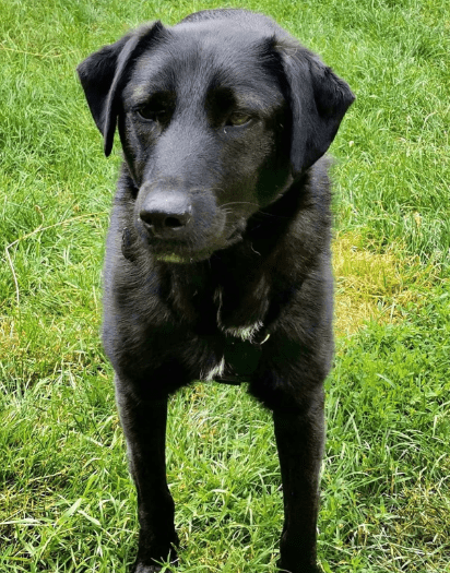 2025 06 22 12 09 54 prinz fadel ❤️ sucht sein königreich in niedersachsen sassenburg mischlinge
