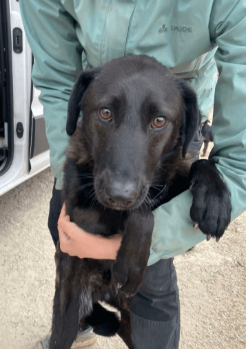 2025 06 22 12 10 03 prinz fadel ❤️ sucht sein königreich in niedersachsen sassenburg mischlinge