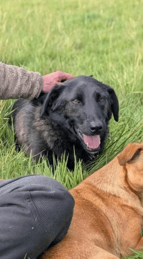 2025 06 22 12 10 08 prinz fadel ❤️ sucht sein königreich in niedersachsen sassenburg mischlinge