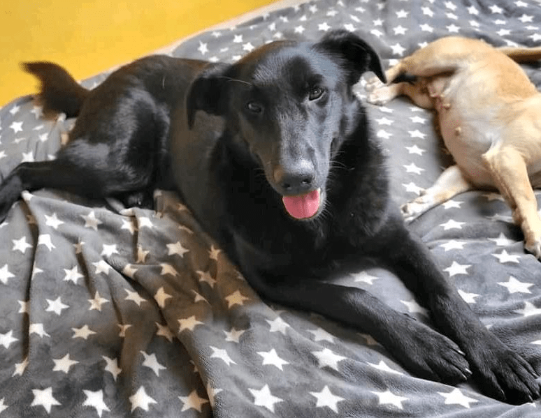 2023 12 06 13 47 08 Black Beauty Malea ❤️ Sucht Ihr Glueck In Niedersachsen Wedemark Mischlinge 