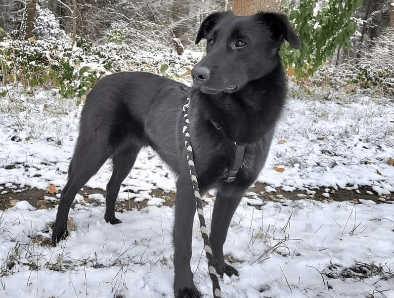 2023 12 06 13 47 47 Black Beauty Malea ❤️ Sucht Ihr Glueck In Niedersachsen Wedemark Mischlinge 