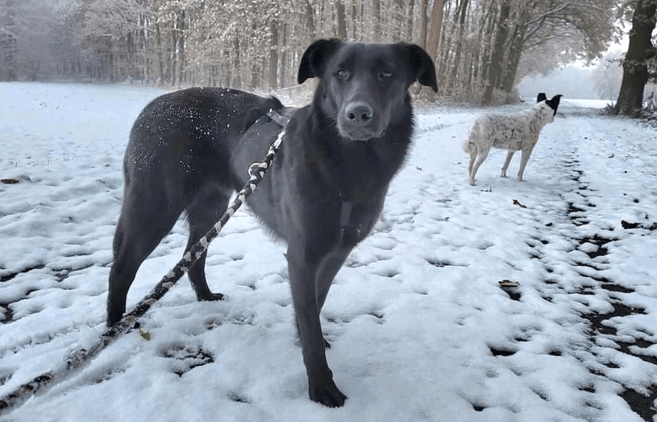 2023 12 06 13 48 00 Black Beauty Malea ❤️ Sucht Ihr Glueck In Niedersachsen Wedemark Mischlinge 