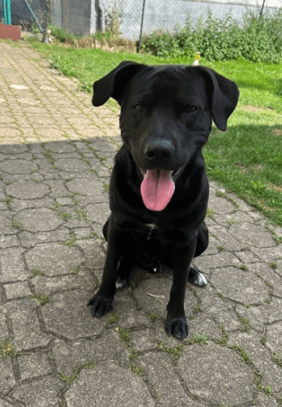 2024 08 11 22 23 56 Frohnatur Joris❤️ Sucht Seine Familie In Baden Württemberg Münsingen Mischli