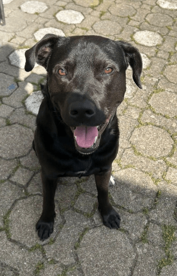 2024 08 11 22 23 59 Frohnatur Joris❤️ Sucht Seine Familie In Baden Württemberg Münsingen Mischli