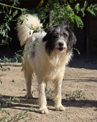 Wallace
