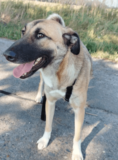 2025 05 26 09 00 36 simon♥️ auf vier pfoten zum glück in sachsen anhalt schönebeck (elbe) mischl