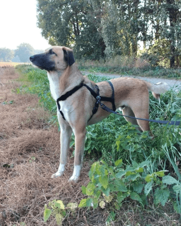 2025 05 26 09 00 41 simon♥️ auf vier pfoten zum glück in sachsen anhalt schönebeck (elbe) mischl
