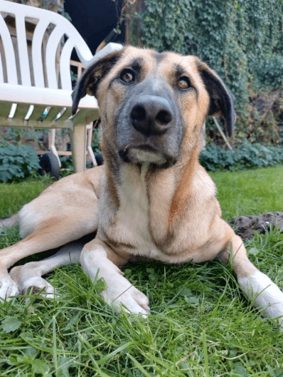 2025 05 26 09 00 45 simon♥️ auf vier pfoten zum glück in sachsen anhalt schönebeck (elbe) mischl