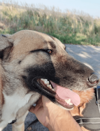2025 05 26 09 00 49 simon♥️ auf vier pfoten zum glück in sachsen anhalt schönebeck (elbe) mischl