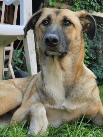 2025 05 26 09 00 54 simon♥️ auf vier pfoten zum glück in sachsen anhalt schönebeck (elbe) mischl