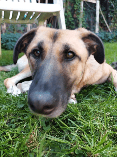 2025 05 26 09 00 58 simon♥️ auf vier pfoten zum glück in sachsen anhalt schönebeck (elbe) mischl