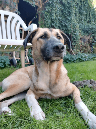 2025 05 26 09 01 03 simon♥️ auf vier pfoten zum glück in sachsen anhalt schönebeck (elbe) mischl