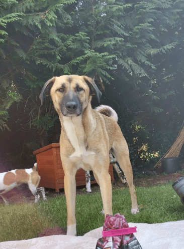 2025 05 26 09 01 07 simon♥️ auf vier pfoten zum glück in sachsen anhalt schönebeck (elbe) mischl