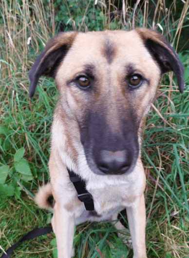 2025 05 26 09 01 12 simon♥️ auf vier pfoten zum glück in sachsen anhalt schönebeck (elbe) mischl