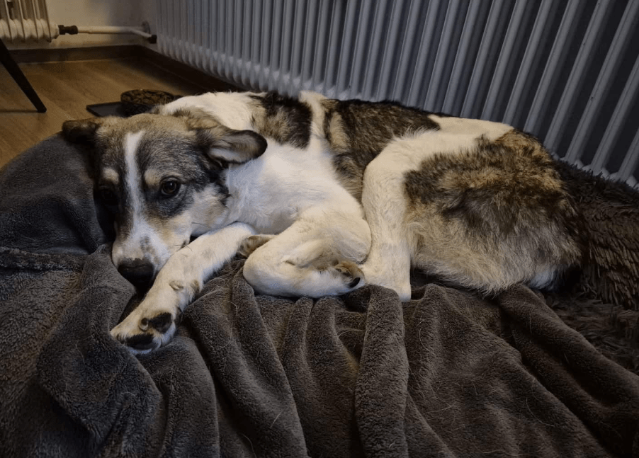 2025 01 26 14 38 19 Arni ❤️ Mit Einem Traumhaft Lieben Wesen In Baden Württemberg Bad Waldsee Mi