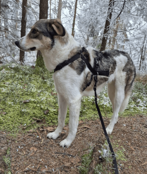 2025 01 26 14 38 27 Arni ❤️ Mit Einem Traumhaft Lieben Wesen In Baden Württemberg Bad Waldsee Mi