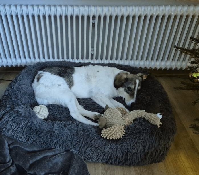 2025 01 26 14 38 31 Arni ❤️ Mit Einem Traumhaft Lieben Wesen In Baden Württemberg Bad Waldsee Mi
