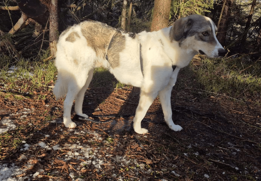 2025 01 26 14 38 38 Arni ❤️ Mit Einem Traumhaft Lieben Wesen In Baden Württemberg Bad Waldsee Mi