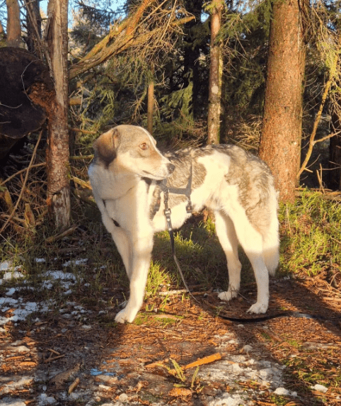 2025 01 26 14 38 42 Arni ❤️ Mit Einem Traumhaft Lieben Wesen In Baden Württemberg Bad Waldsee Mi
