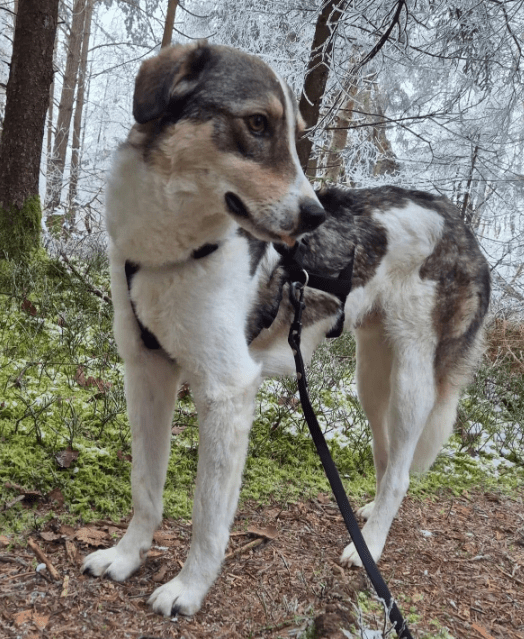 2025 01 26 14 38 45 Arni ❤️ Mit Einem Traumhaft Lieben Wesen In Baden Württemberg Bad Waldsee Mi