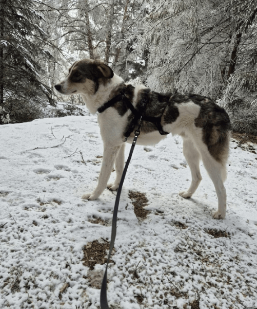 2025 01 26 14 38 49 Arni ❤️ Mit Einem Traumhaft Lieben Wesen In Baden Württemberg Bad Waldsee Mi
