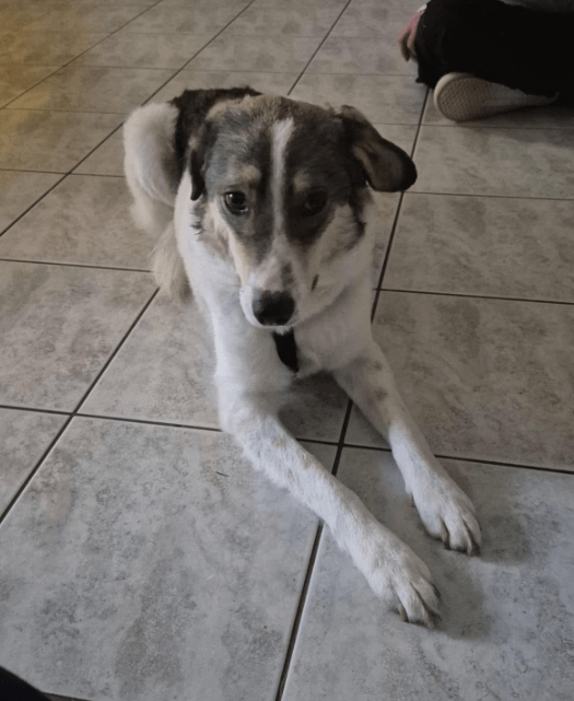 2025 01 26 14 38 54 Arni ❤️ Mit Einem Traumhaft Lieben Wesen In Baden Württemberg Bad Waldsee Mi