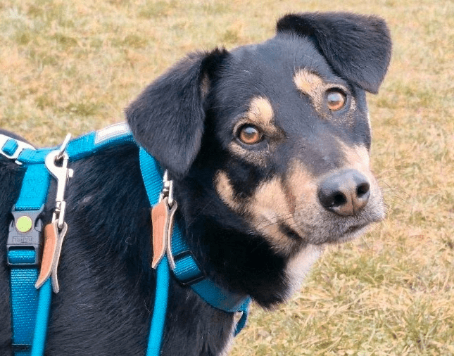 2025 02 24 14 32 17 Sanfter Houdini ❤️ Verzaubert Auch Euer Herz! In Rheinland Pfalz Grolsheim M