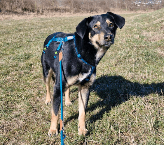 2025 02 24 14 32 27 Sanfter Houdini ❤️ Verzaubert Auch Euer Herz! In Rheinland Pfalz Grolsheim M