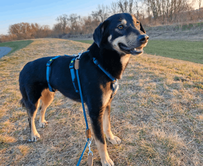 2025 02 24 14 32 39 Sanfter Houdini ❤️ Verzaubert Auch Euer Herz! In Rheinland Pfalz Grolsheim M