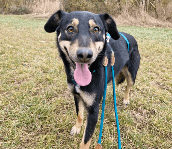 2025 02 24 14 32 50 Sanfter Houdini ❤️ Verzaubert Auch Euer Herz! In Rheinland Pfalz Grolsheim M