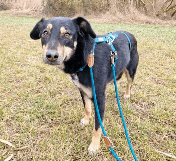 2025 02 24 14 32 55 Sanfter Houdini ❤️ Verzaubert Auch Euer Herz! In Rheinland Pfalz Grolsheim M